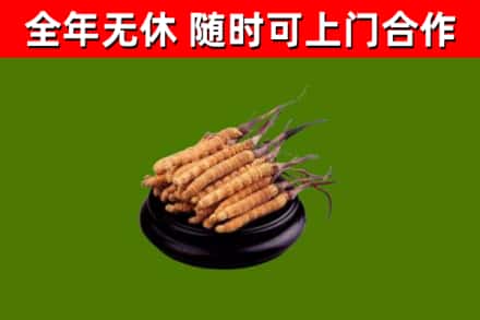 孝感回收冬虫夏草